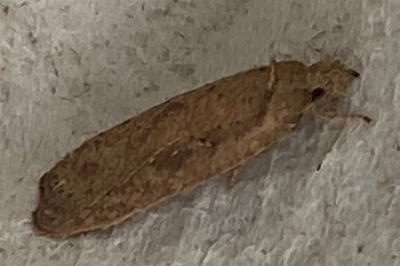 <i>Agonopterix</i>