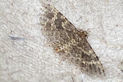 <i>Alucita hexadactyla</i>