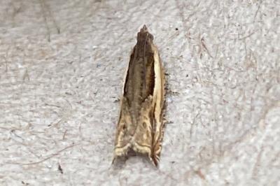 <i>Ancylis apicella</i>