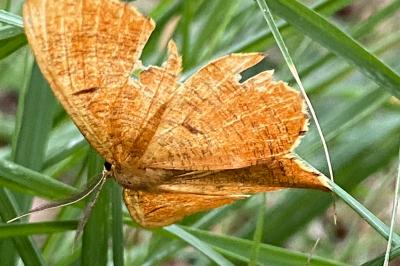 <i>Angerona prunaria</i>