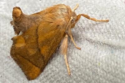 <i>Apoda limacodes</i>