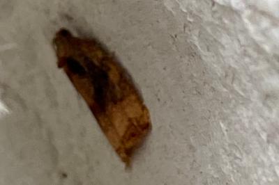 <i>Archips podana</i>