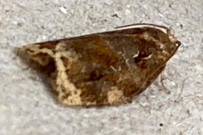 <i>Archips xylosteana</i>