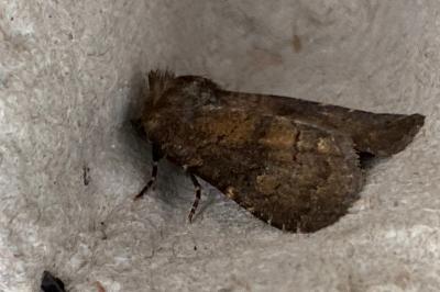 <i>Rusina ferruginea</i>