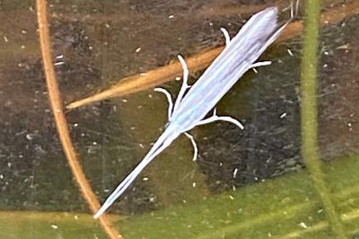 <i>Coleophora</i>