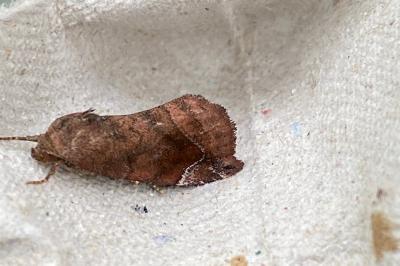 <i>Cosmia pyralina</i>