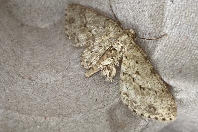 <i>Ectropis crepuscularia</i>
