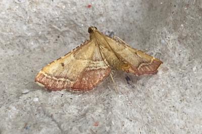 <i>Endotricha flammealis</i>