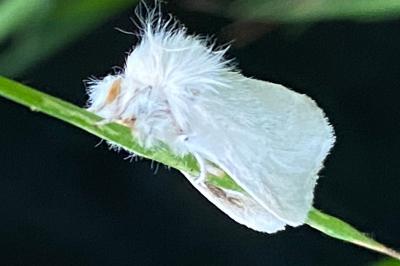 <i>Euproctis (sensu lato)</i>