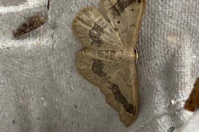 <i>Idaea aversata</i>