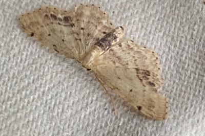 <i>Idaea dimidiata</i>