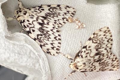 <i>Lymantria monacha</i>