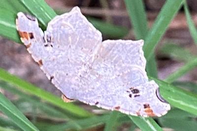 <i>Macaria alternata</i>