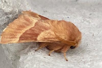 <i>Malacosoma neustria</i>