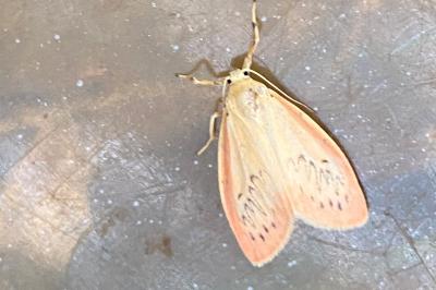 <i>Miltochrista miniata</i>