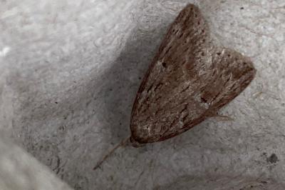<i>Pachycnemia hippocastanaria</i>