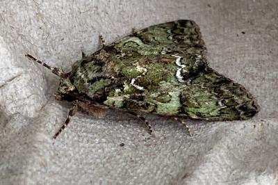 <i>Polyphaenis sericata</i>