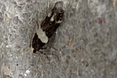 <i>Recurvaria leucatella</i>