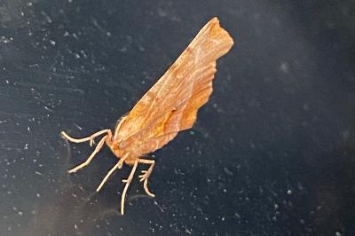 <i>Selenia dentaria</i>