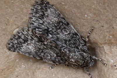 <i>Acronicta megacephala</i>
