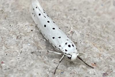 <i>Yponomeuta</i>