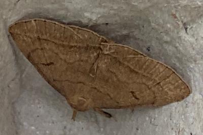 <i>Zanclognatha lunalis</i>