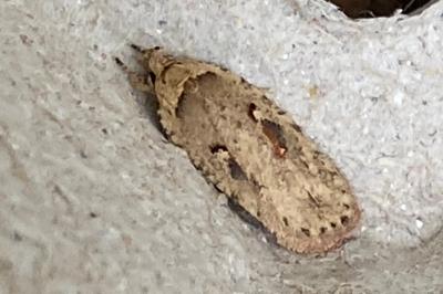 <i>Agonopterix ocellana</i>