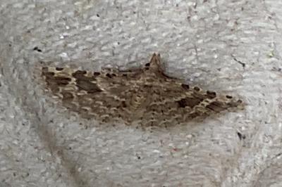 <i>Alucita hexadactyla</i>