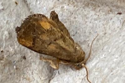 <i>Apoda limacodes</i>