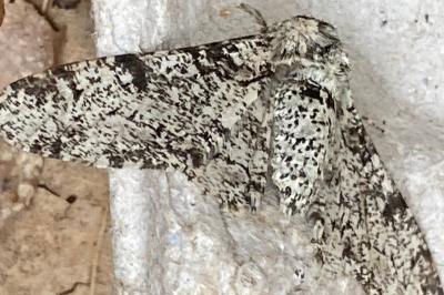 <i>Biston betularia</i>