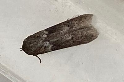 <i>Blastobasis</i>