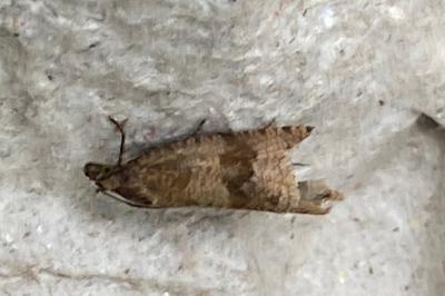 <i>Celypha striana</i>