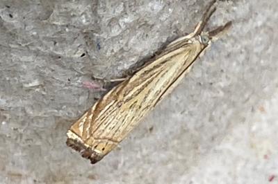 <i>Chrysoteuchia culmella</i>