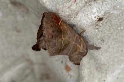 <i>Clostera pigra</i>