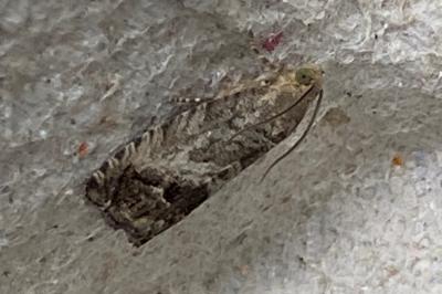 <i>Cydia splendana</i>