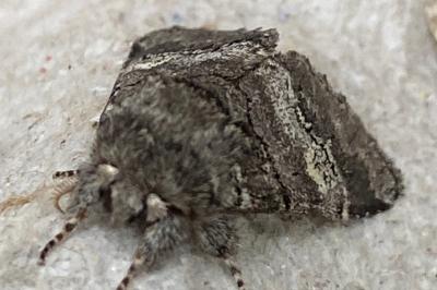 <i>Drymonia querna</i>