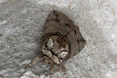 <i>Drymonia velitaris</i>
