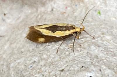 <i>Harpella forficella</i>