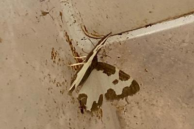 <i>Lomaspilis marginata</i>