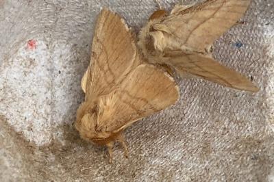 <i>Malacosoma neustria</i>