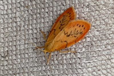 <i>Miltochrista miniata</i>