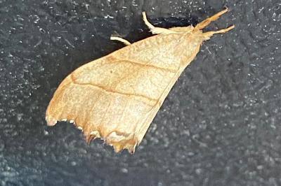 <i>Falcaria lacertinaria</i>