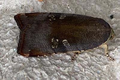 <i>Noctua janthe/janthina</i>