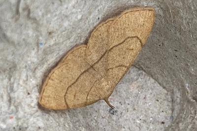 <i>Paracolax tristalis</i>