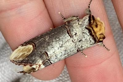 <i>Phalera bucephala</i>