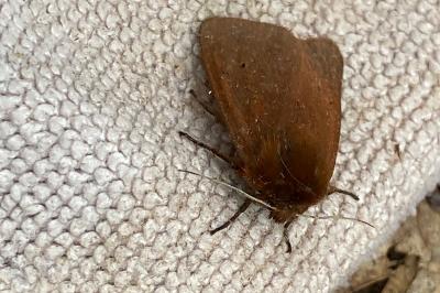 <i>Phragmatobia fuliginosa</i>