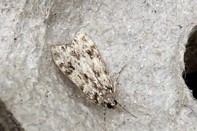 <i>Scoparia</i>