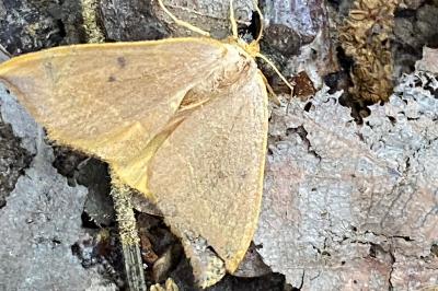 <i>Watsonalla binaria</i>