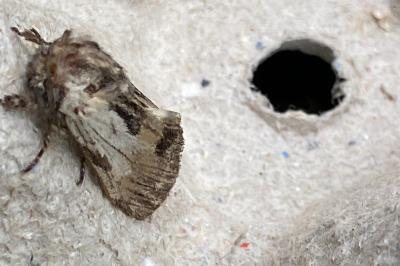 <i>Harpyia milhauseri</i>