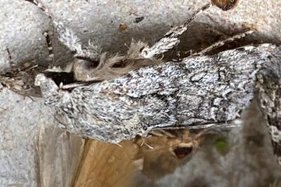<i>Acronicta aceris</i>